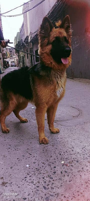 gsd Long coat male puppy available for sale 1