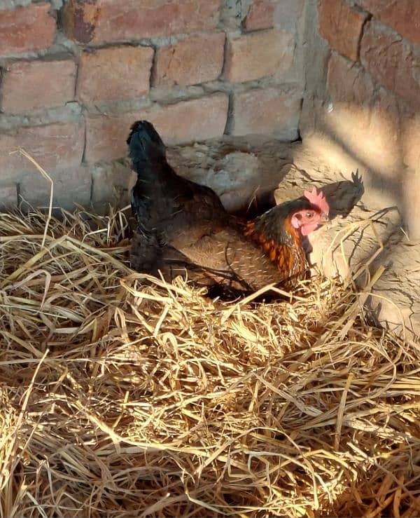 Golden Misri Egg-Laying Hens for Sale in Lahore | 9 Months Healthy 1