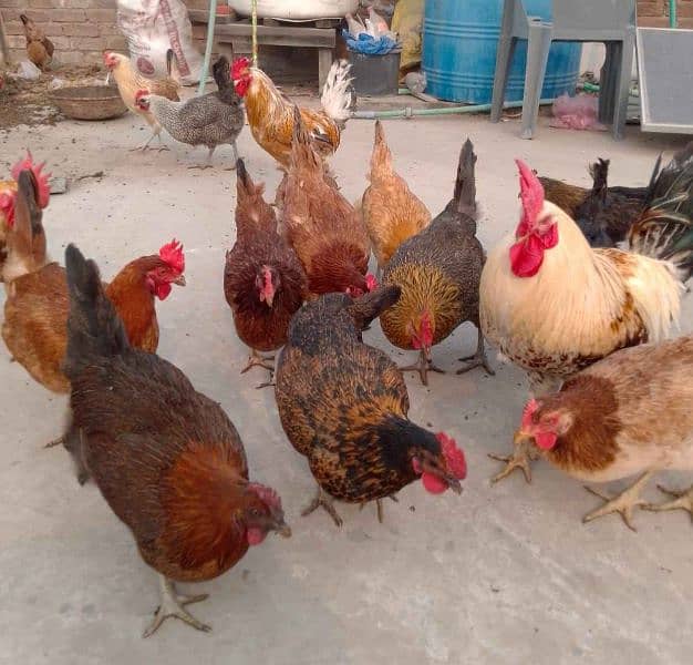 Golden Misri Egg-Laying Hens for Sale in Lahore | 9 Months Healthy 2