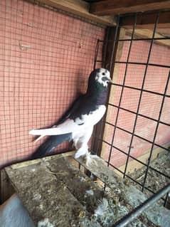 Magpie Male