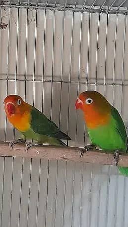 Love Birds Mutations Eggs Chiks (Picture & Video Available): 2