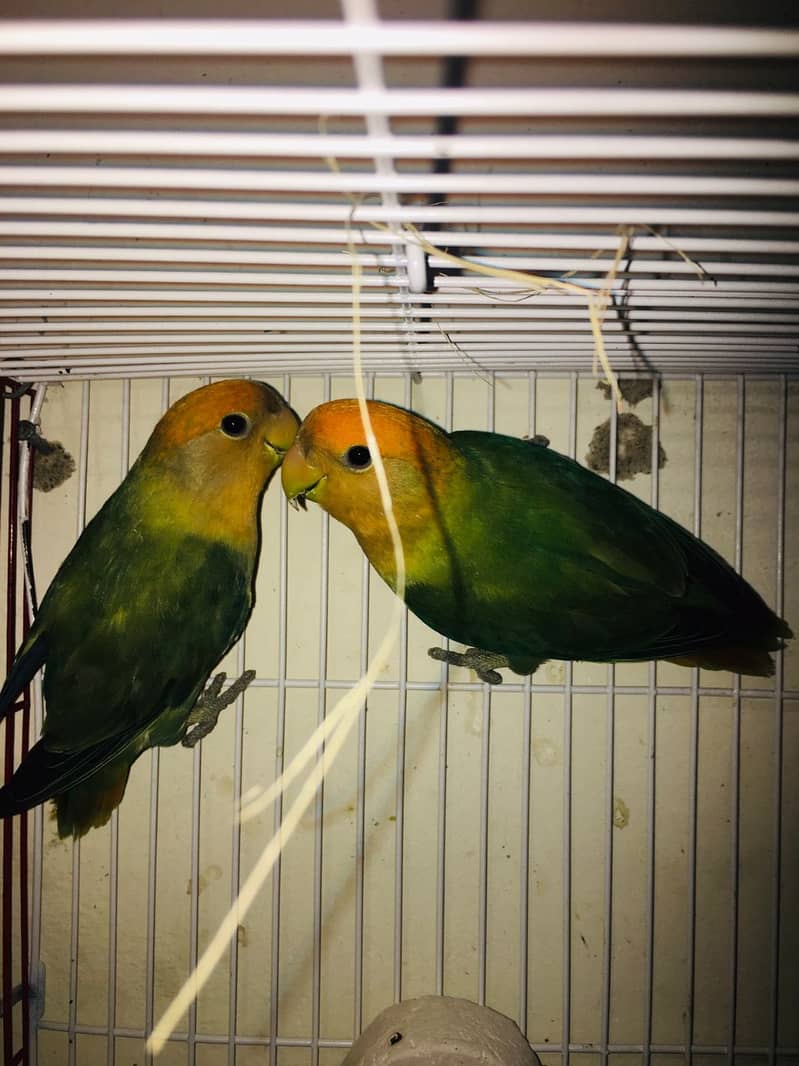 Love Birds Mutations Eggs Chiks (Picture & Video Available): 15