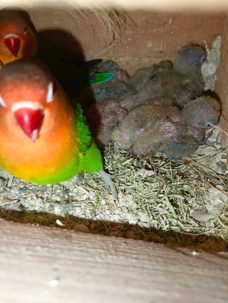 Love Birds Mutations Eggs Chiks (Picture & Video Available): 16