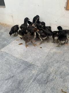 Thai Imported bloodline Chicks Available 2000 per pice fainal