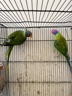 Plum Head Breeder Pair for Sale