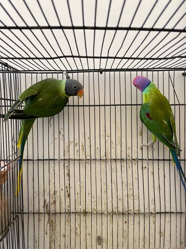 Plum Head Breeder Pair for Sale 0