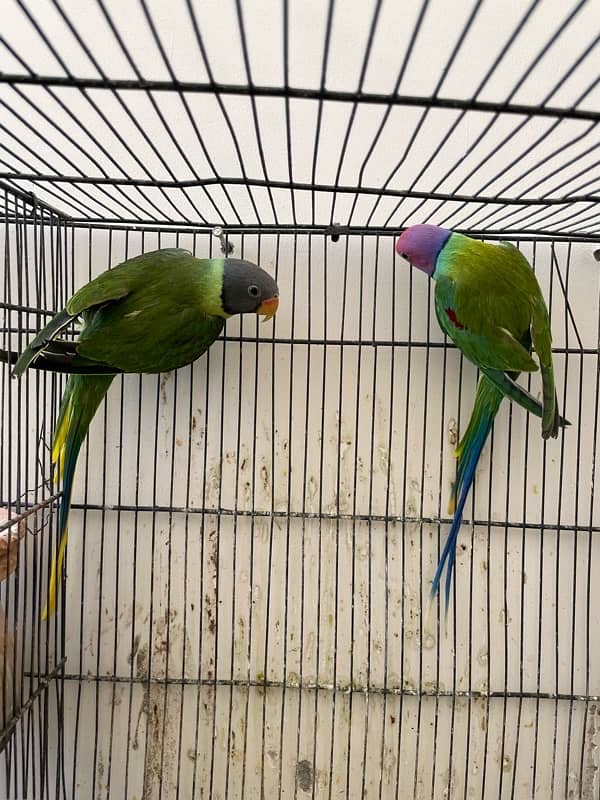 Plum Head Breeder Pair for Sale 1