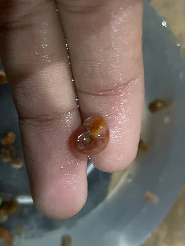 Ramshorn snails available. 3