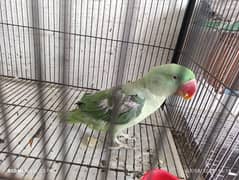 Female raw parrot for sale