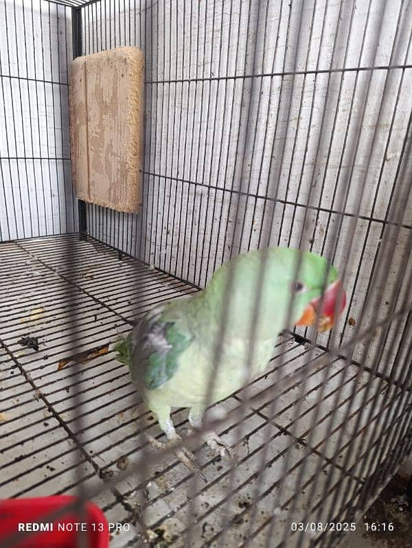 Female raw parrot for sale 1