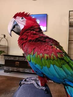 Green Wing Macaw,Triton Chic & Breeder Female, Blue F Amazon, Red Lory