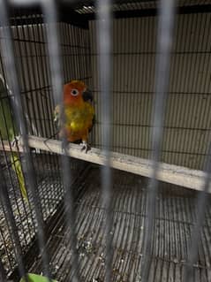 sun conure