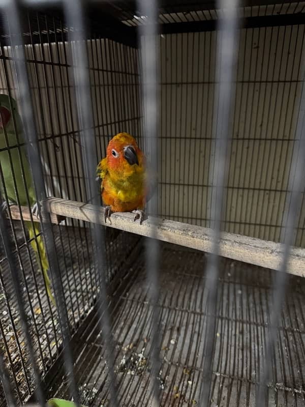 sun conure 1