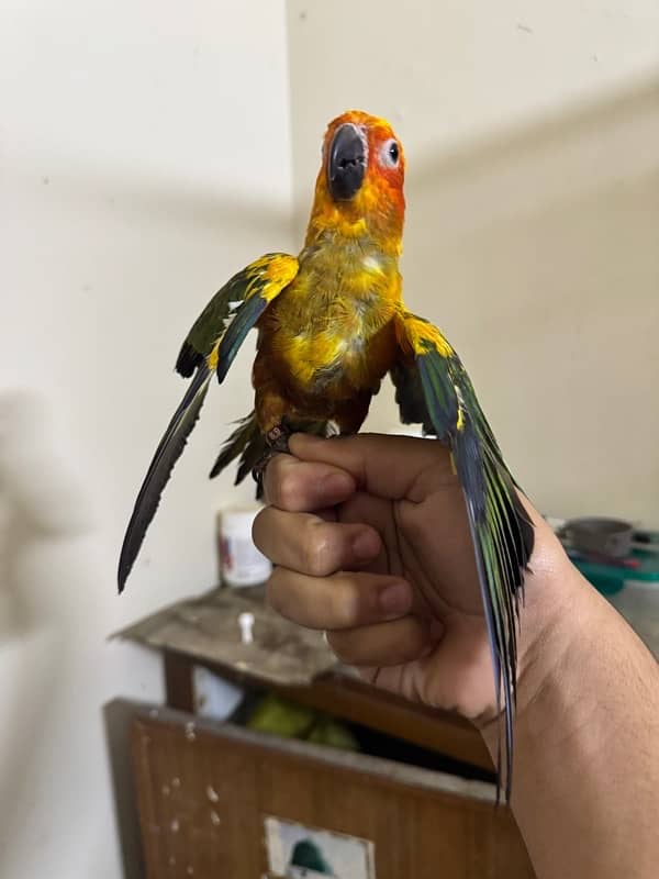 sun conure 3