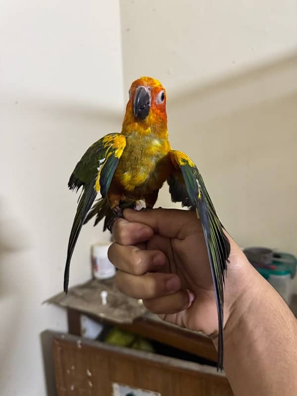 sun conure 4