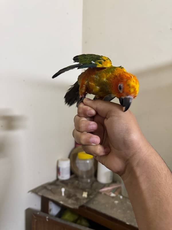 sun conure 5