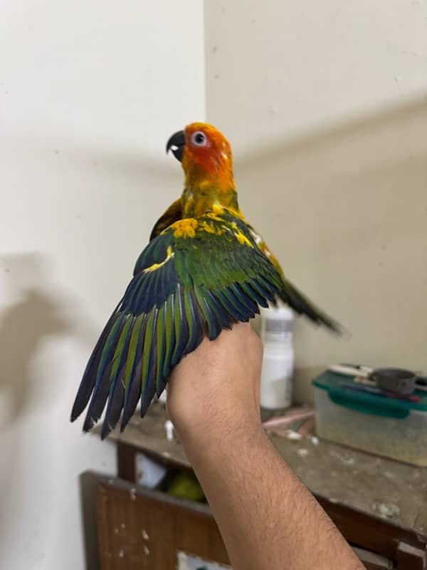 sun conure 6