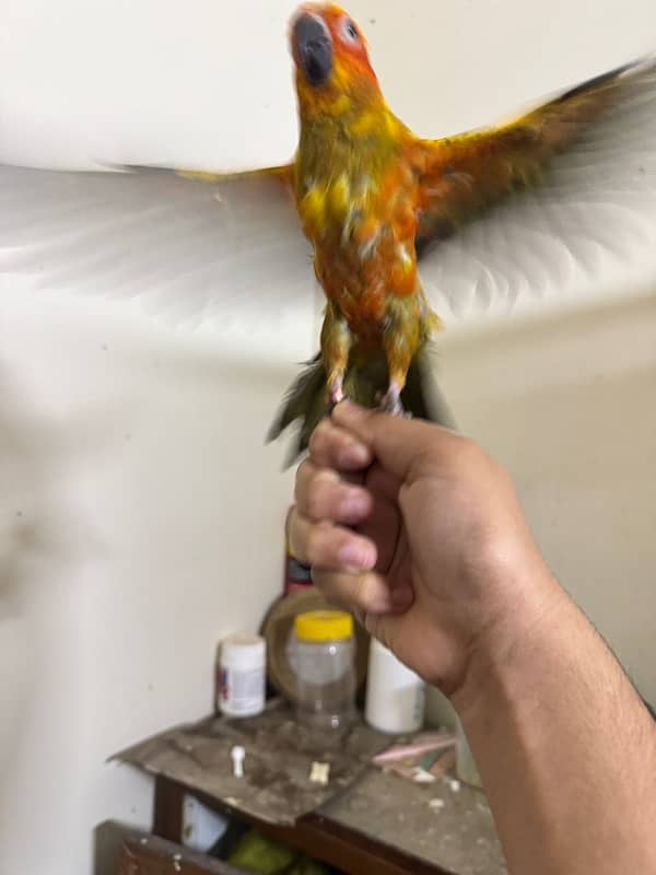 sun conure 7