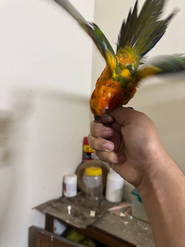 sun conure 8