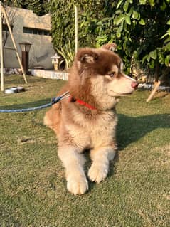 Malamute Siberian Husky