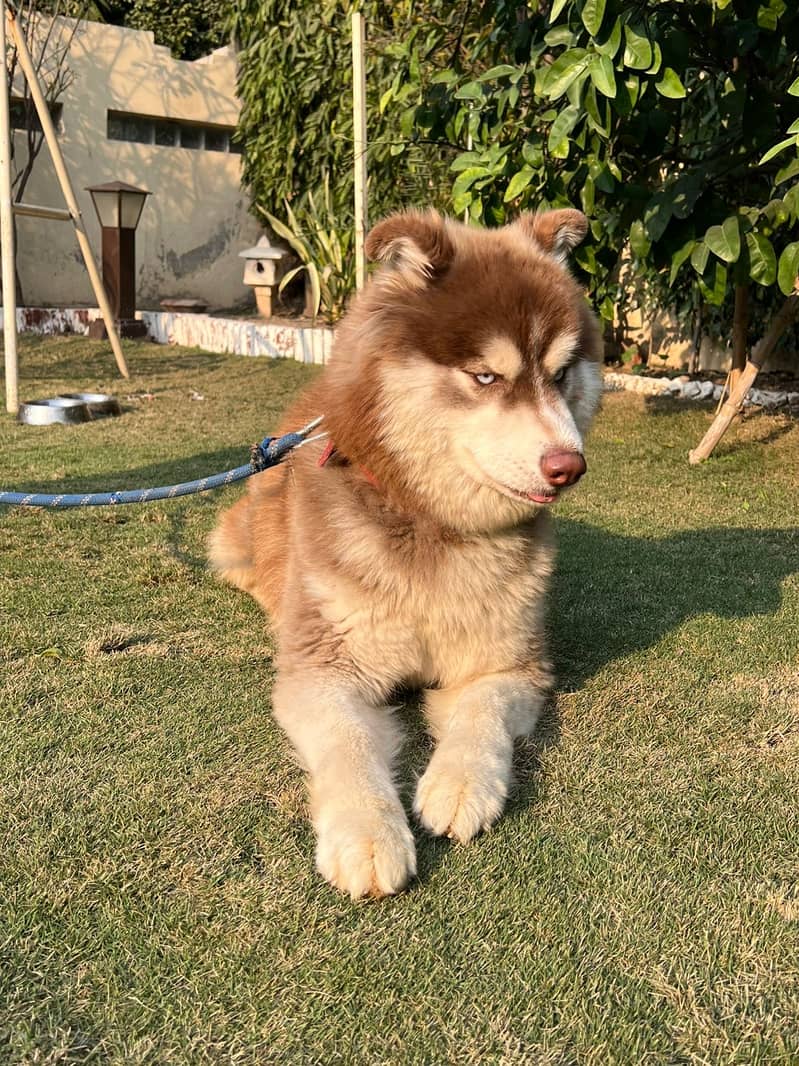 Malamute Siberian Husky 1