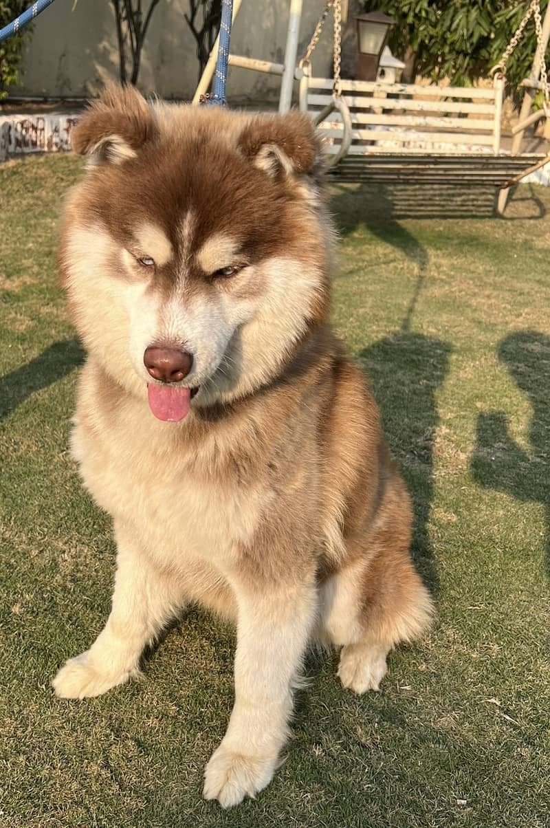 Malamute Siberian Husky 2