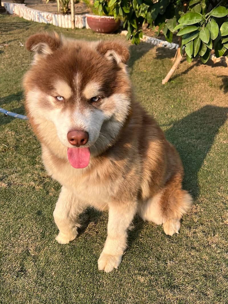 Malamute Siberian Husky 3