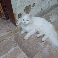 percian cat 6 month age