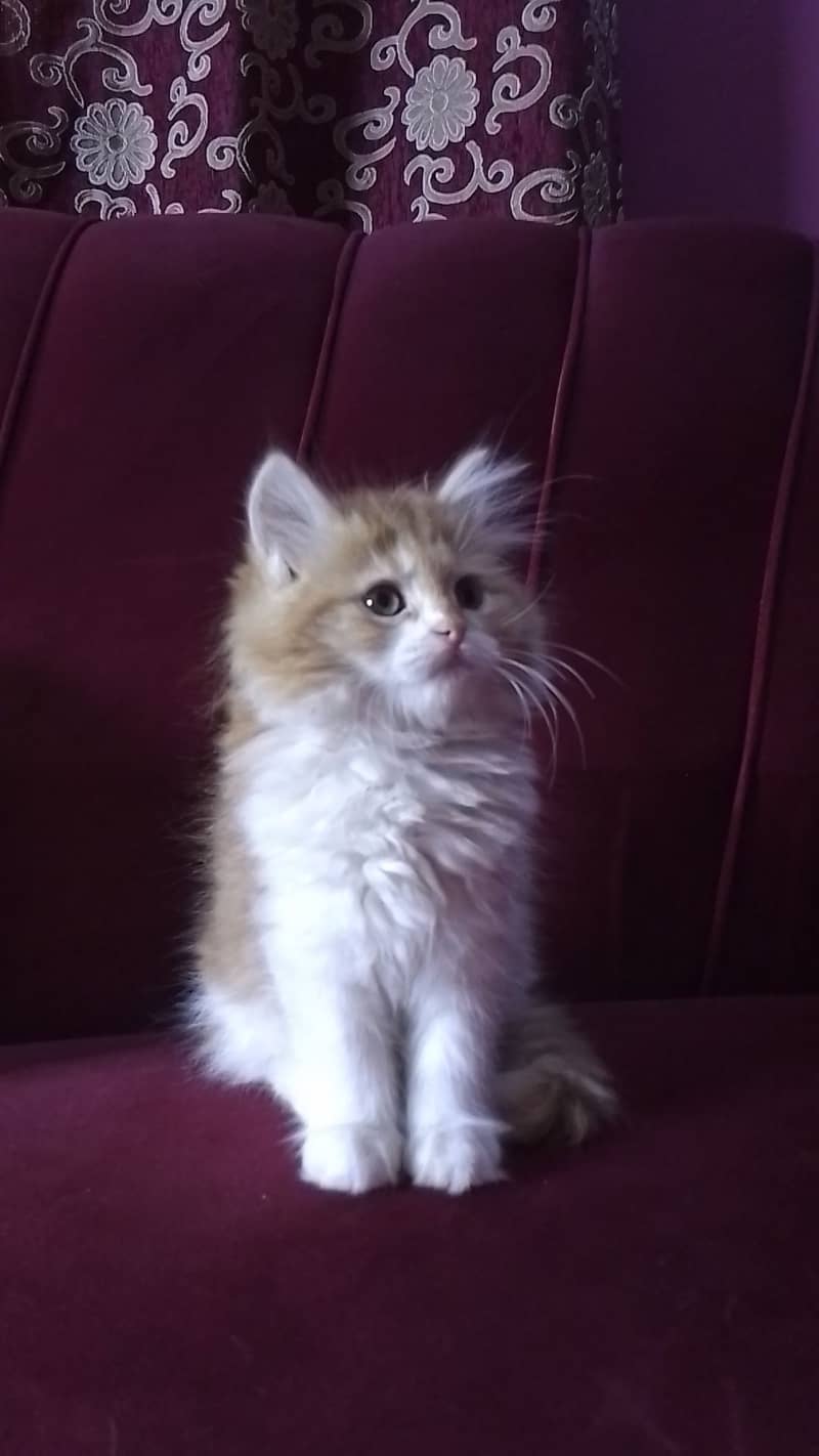 Female kitten available 1