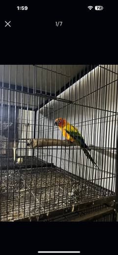 sun conure male