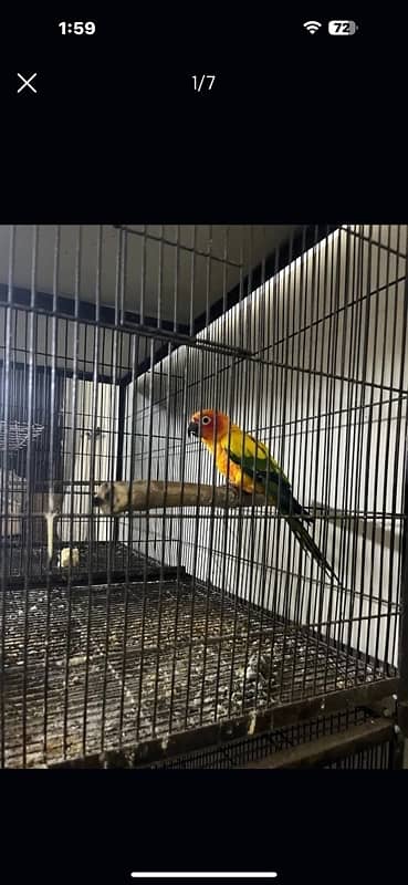 sun conure male 0