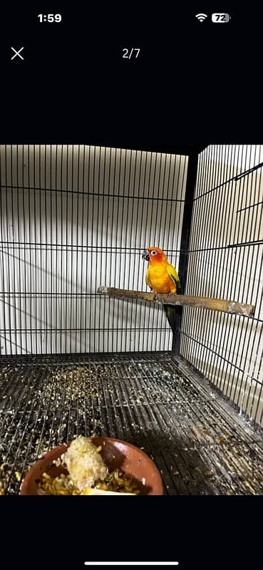 sun conure male 1