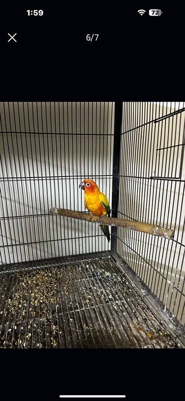 sun conure male 2