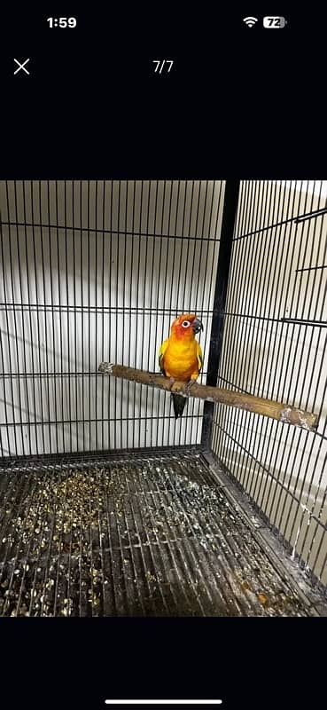 sun conure male 3