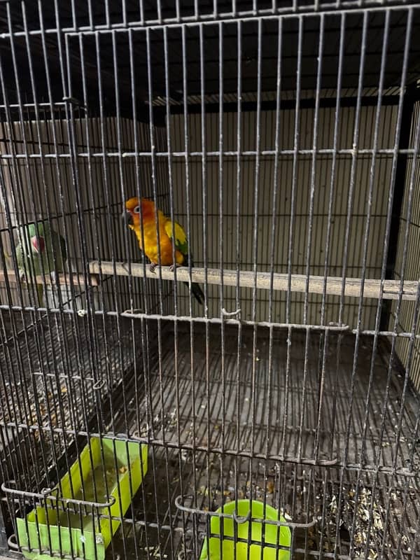 sun conure male 4