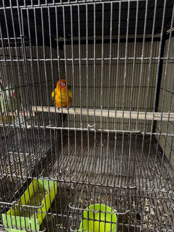 sun conure male 5