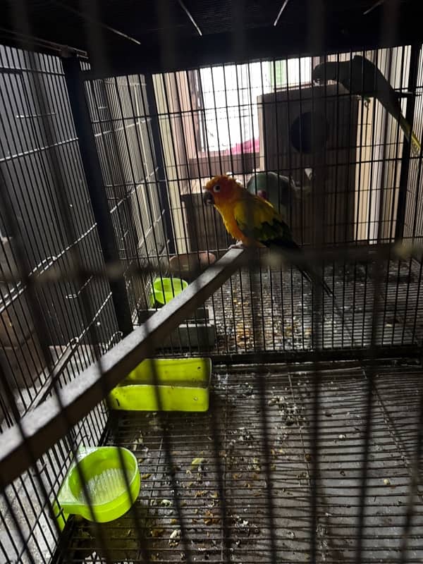 sun conure male 6