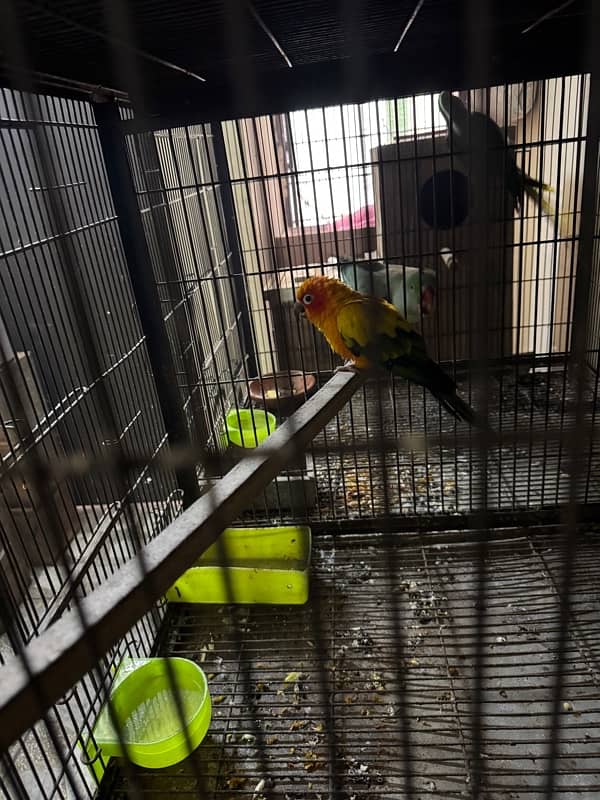 sun conure male 7