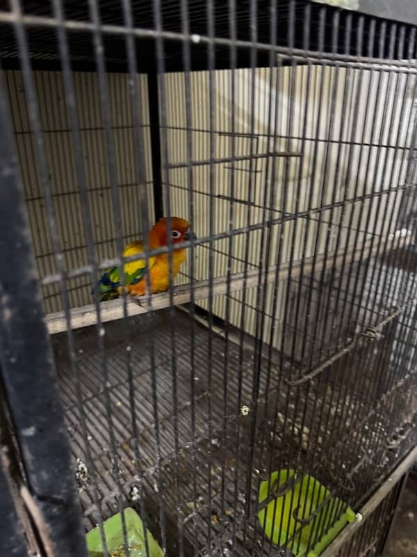 sun conure male 8