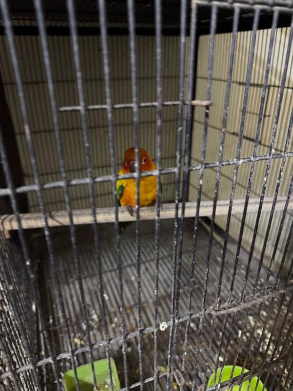 sun conure male 9