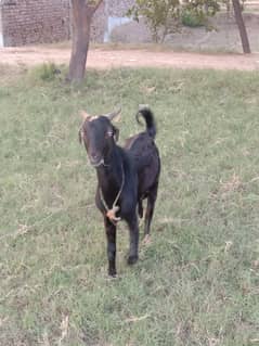 Male Bakra Sadqi wala