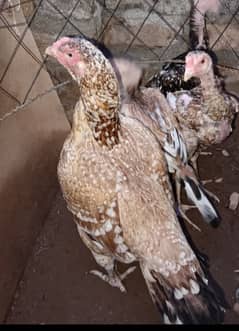 Pure Aseel only hen for sale