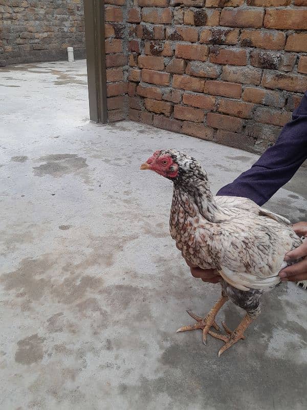 hen sale 6