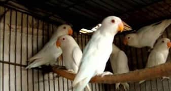 Albino red Eyes chicks in resenable price. 1500 per piece