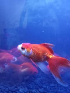 JAMBO GOLDFISH FOR SELL