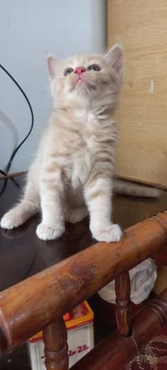 Persian kitten ready for new home