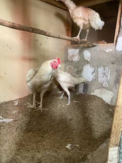 Aseel heera chicks For sale Whatsapp 03072200443