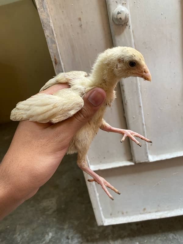 Aseel heera chicks For sale Whatsapp 03072200443 1