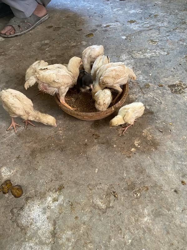 Aseel heera chicks For sale Whatsapp 03072200443 2