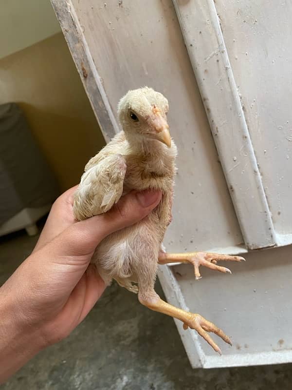 Aseel heera chicks For sale Whatsapp 03072200443 3